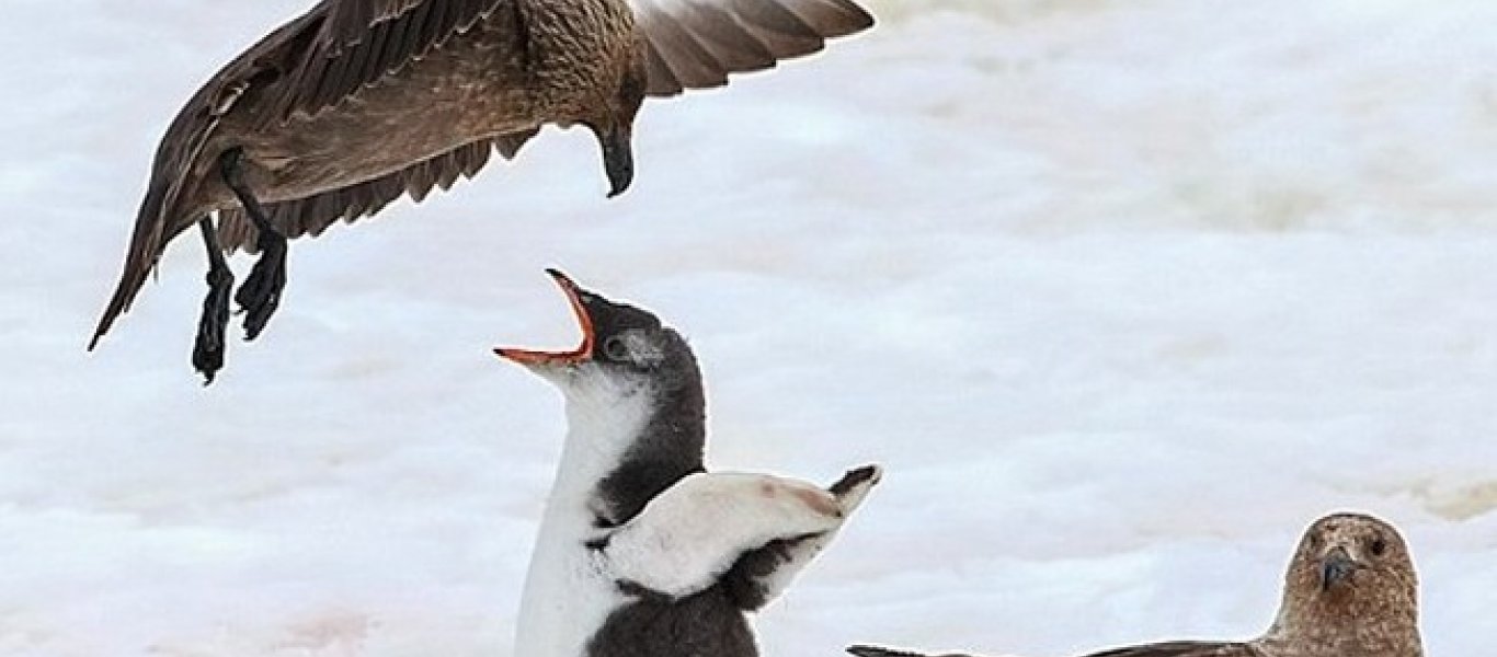 Ένα μωρό πιγκουίνος τα βάζει με ιπτάμενους «νταήδες» (φωτό)